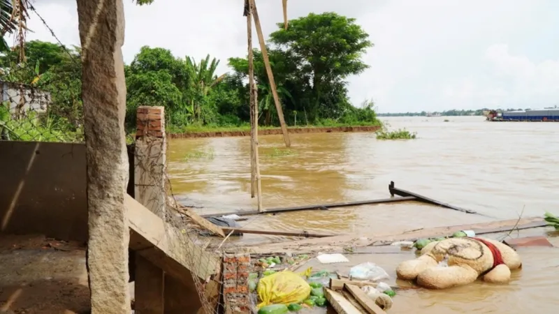 Đồng Tháp: Bờ sông Tiền tiếp tục sạt lở, ảnh hưởng 11 hộ dân