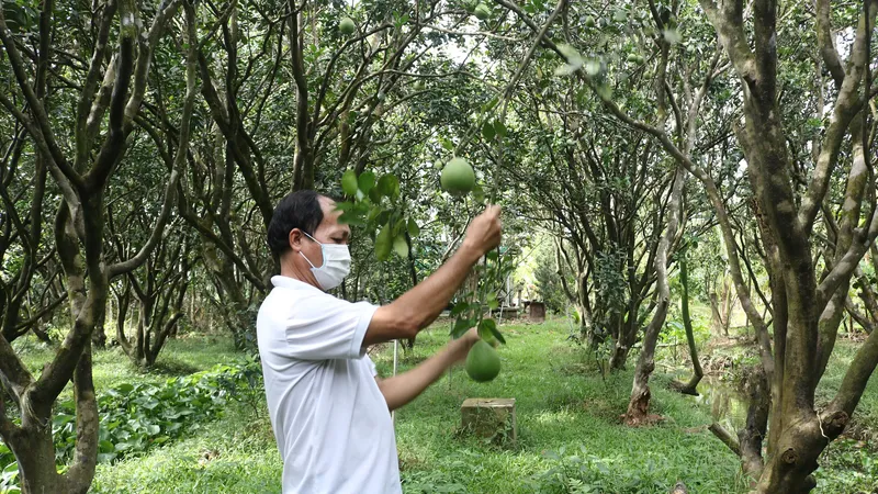 Đồng Tháp: Gần 14.200 ha cây ăn trái phục vụ thị trường Tết Bính Ngọ 2026