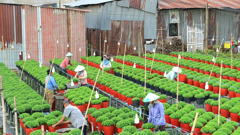 Nhộn nhịp Làng hoa Sa Đéc 