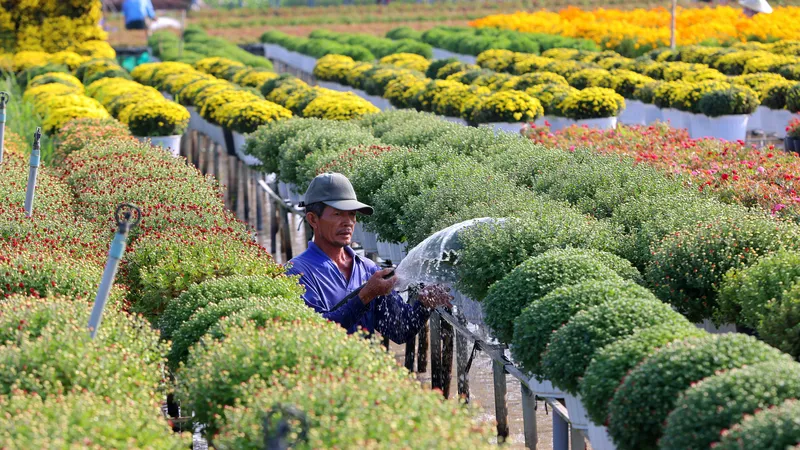 Mỗi nhà vườn là một “đại sứ” của Làng hoa Sa Đéc