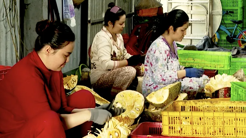 Nông dân Đồng Tháp khấm khá nhờ “biến” mít dạt thành đặc sản