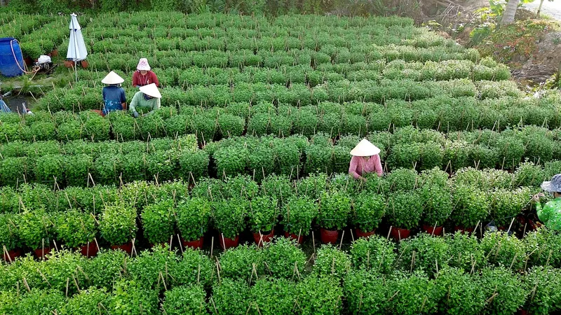 Nhộn nhịp mùa “làm đẹp” hoa kiểng phục vụ thị trường tết