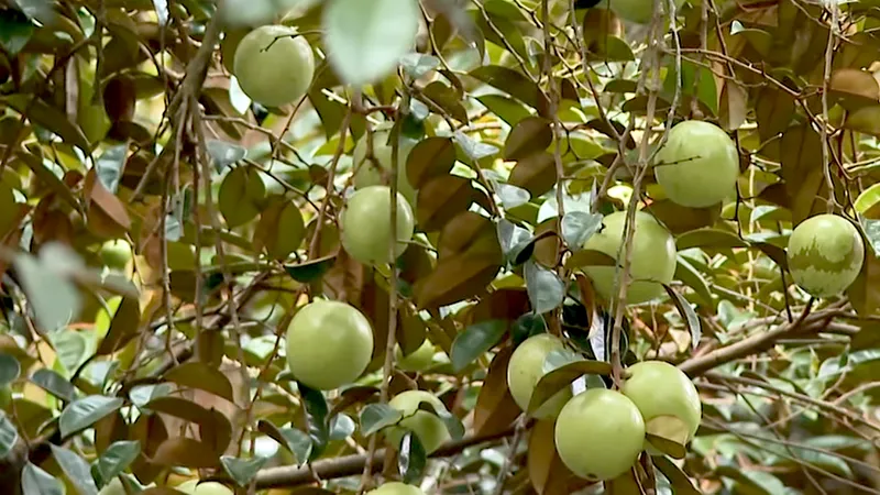 Đồng Tháp: Nỗ lực khôi phục vùng trồng vú sữa Lò Rèn Vĩnh Kim