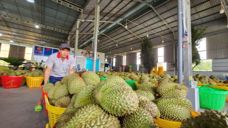 Chuẩn hóa chất lượng sầu riêng, giảm thu hồi mã số vùng trồng
