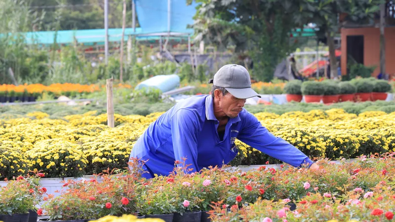 Giáp tết, nhiều làng hoa ở Đồng Tháp "khát" lao động 