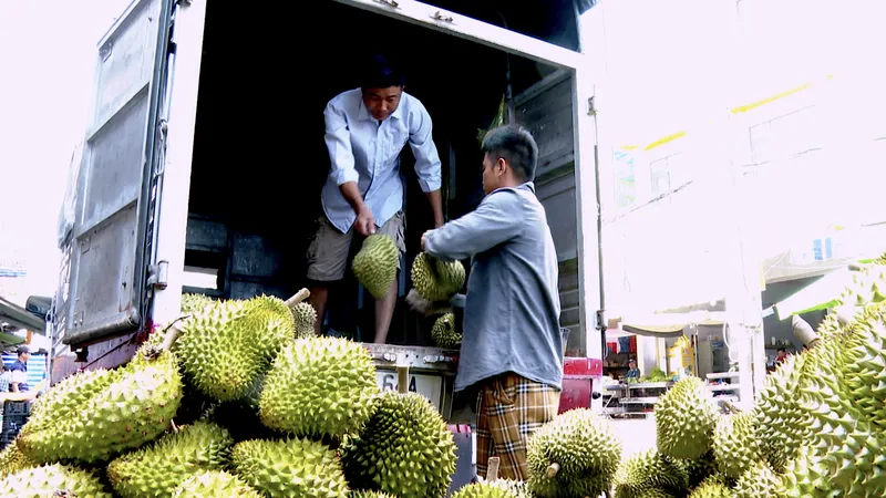 Thương lái thu mua sầu riêng tại xã Ngũ Hiệp, tỉnh Đồng Tháp vận chuyển về vựa 
