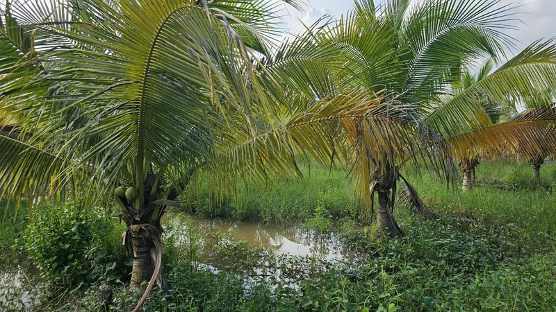Mưa lớn trái mùa ở Đồng Tháp giúp giảm độ mặn trên các nhánh sông