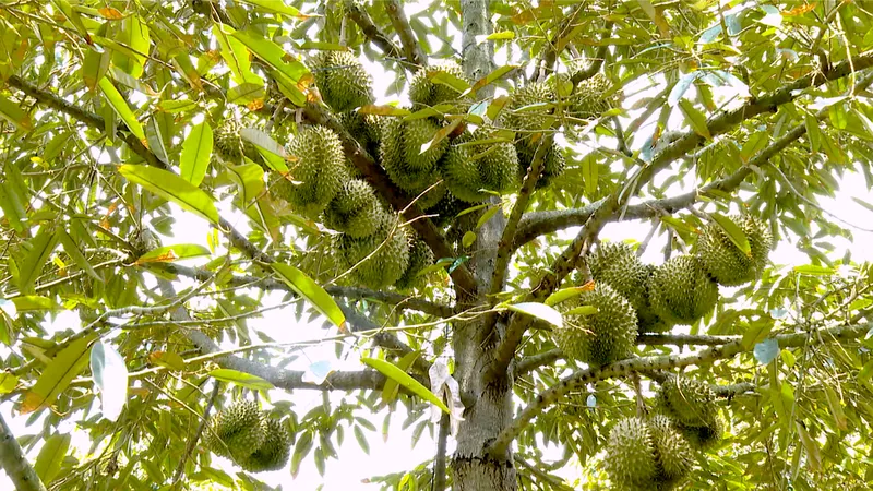 Đồng Tháp: Giá sầu riêng giảm hơn 50% chỉ trong 1 tuần