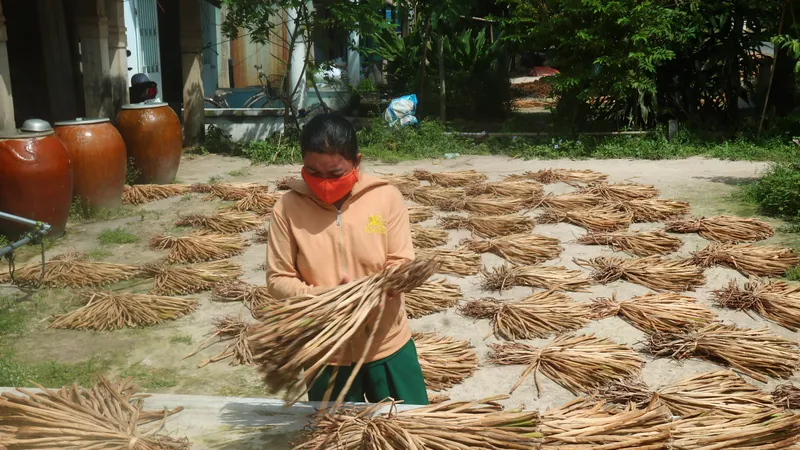 Vớt lục bình phơi khô, nông dân Đồng Tháp tăng thu nhập