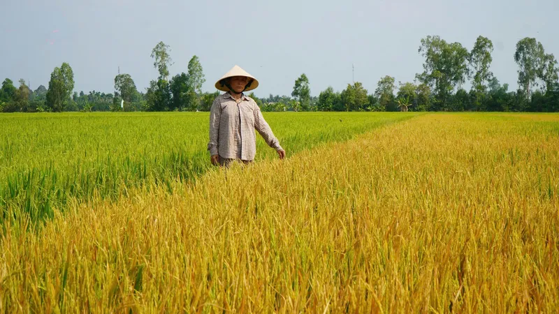 Đồng Tháp: Lúa chết bất thường khi sắp thu hoạch