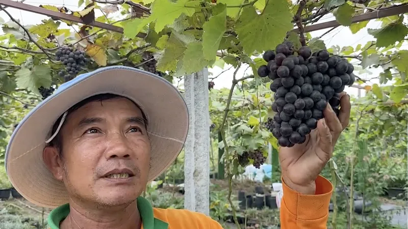 Khám phá vườn nho trĩu quả ở làng hoa Sa Đéc 