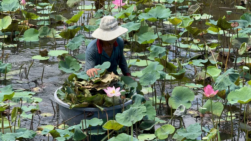 Sức sống mới từ đồng sen