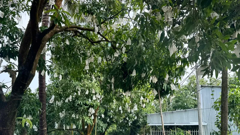 Đồng Tháp: Nông dân "đổi đời" nhờ xoài hữu cơ và du lịch sinh thái
