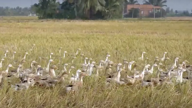 Xuất hiện ổ dịch cúm gia cầm H5N1 tại Đồng Tháp