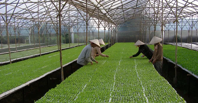 Gần 28.000 tỷ đồng cho vay nông nghiệp công nghệ cao