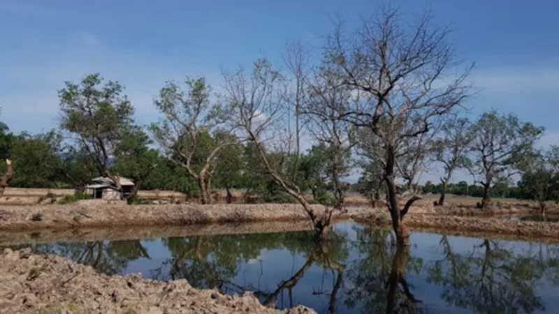 Tan hoang rừng ngập mặn bên sông Kiến Giang