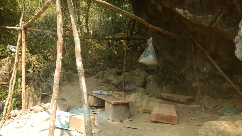 Lập đoàn liên ngành điều tra vụ phá rừng di sản Phong Nha - Kẻ Bàng