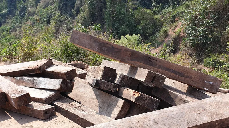 Một phần gỗ mun lậu đã được lực lượng chức năng đánh số