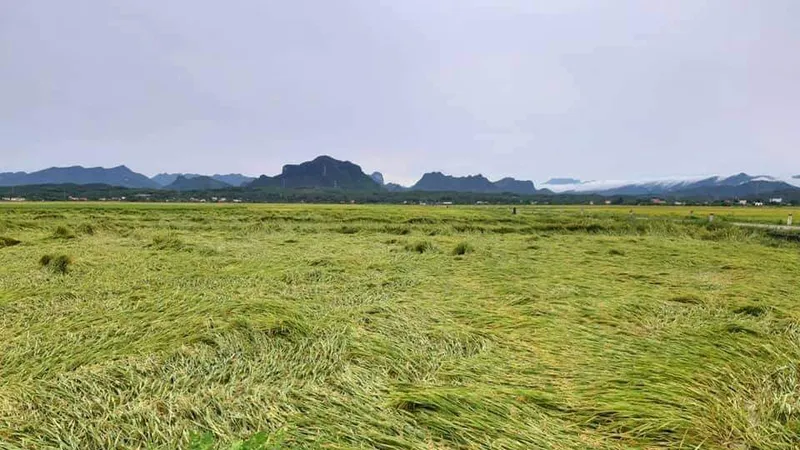 Cánh đồng lúa xã An Ninh, huyện Quảng Ninh, Quảng Bình ngã rạp