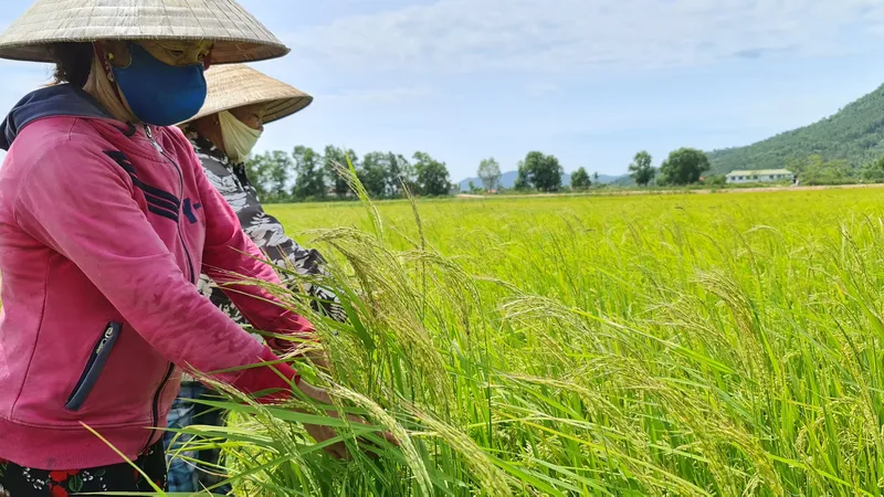Bà Hiền và người thân lo lắng vì tình trạng lúa sinh trưởng cao nhưng hạt thì lép. Ảnh: MINH PHONG