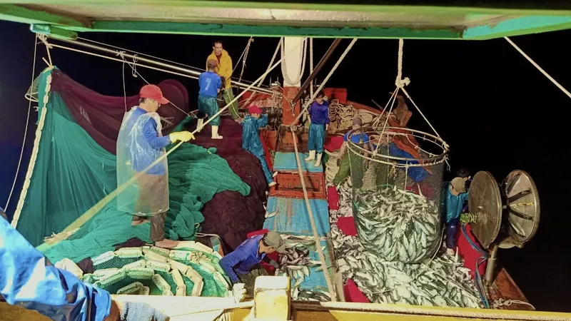 Tàu cá của ngư dân Phạm Tuyển trúng 250 tấn cá nục