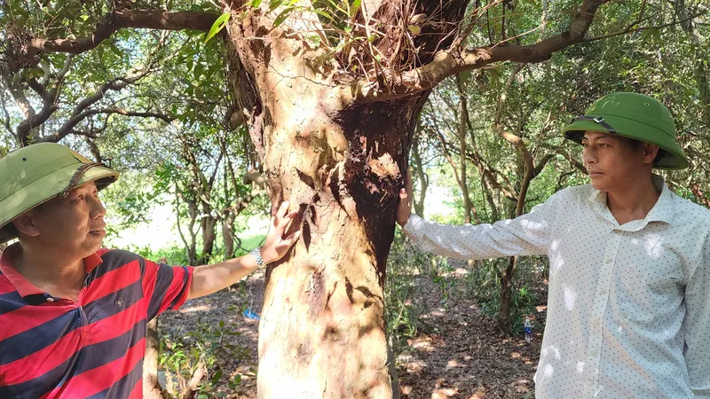Trưởng thôn Thanh Bình, ông Dương Bình Sơn và phó thôn Dương Văn Hóa bên một cây trâm bầu cổ thụ