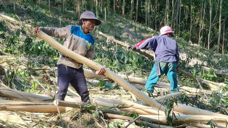 Quảng Bình: Đồng bào Vân Kiều đội nắng mưu sinh từ cây keo