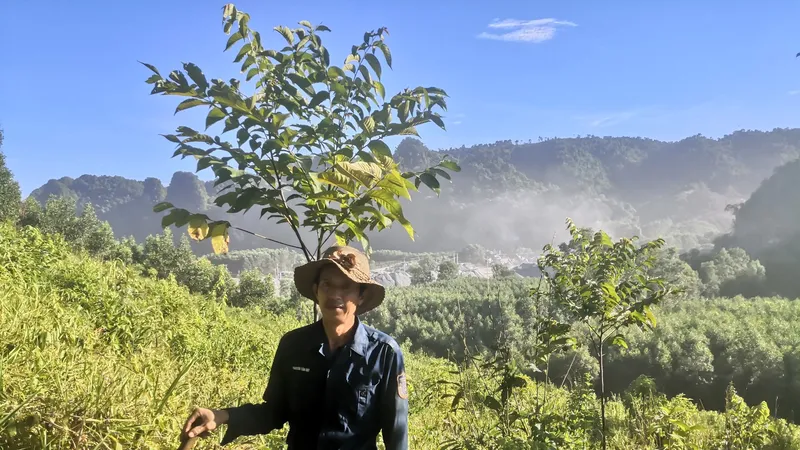 Hiện mới có hơn 200 hộ đăng ký trồng lại rừng bằng cây bản địa trên đất vi phạm