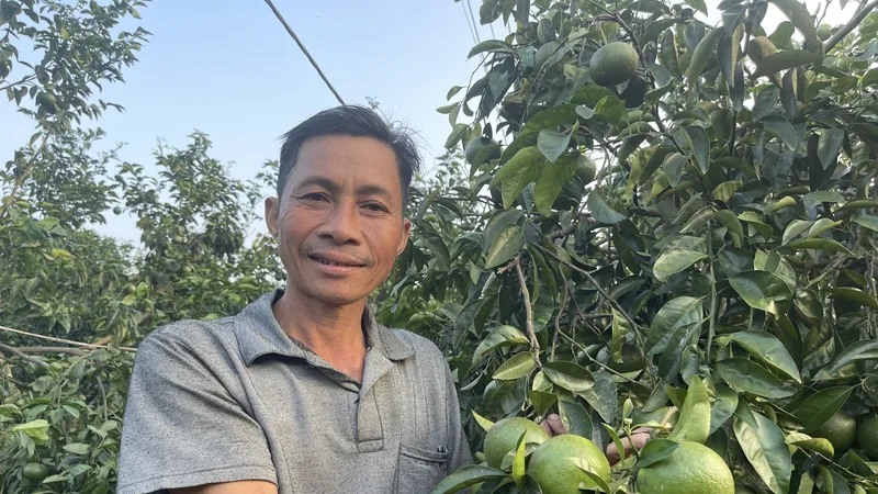 Mỗi năm ông Thuật bán được 17 tấn cam