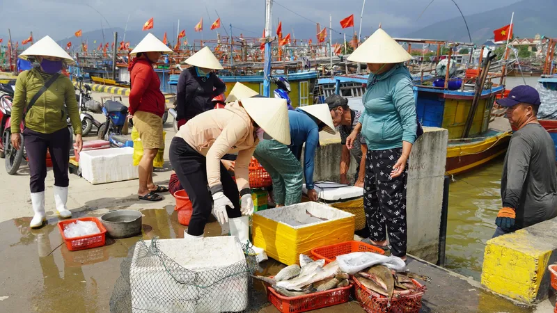 "Mở biển lấy may", ngư dân Quảng Bình thu tiền triệu