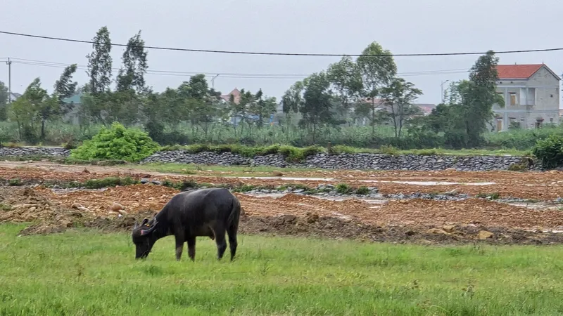 Quảng Bình: Thanh tra, xử lý vụ lấp 10ha ao hồ thủy sản 