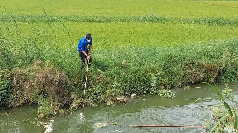 Vớt xác heo hết chôn lấp ở xã Đông Trạch