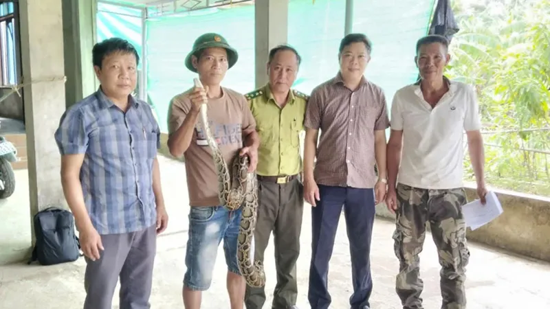 Quảng Trị: Phát hiện trăn đất 7,3kg trong vườn, người dân chủ động bàn giao