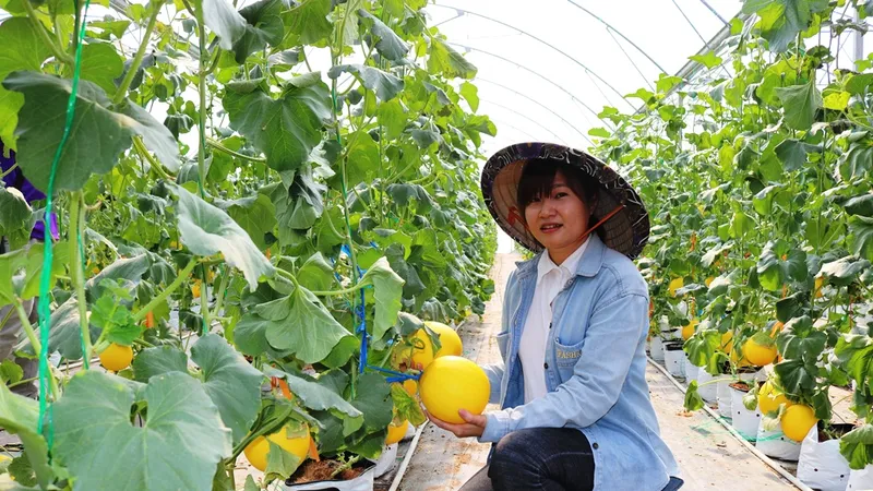 Đồng Tháp: Đào tạo nghề nông nghiệp cho 1.800 lao động nông thôn