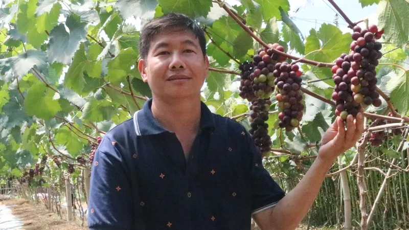 Trồng nho kết hợp làm du lịch trên vùng đất nhiễm mặn ở ĐBSCL
