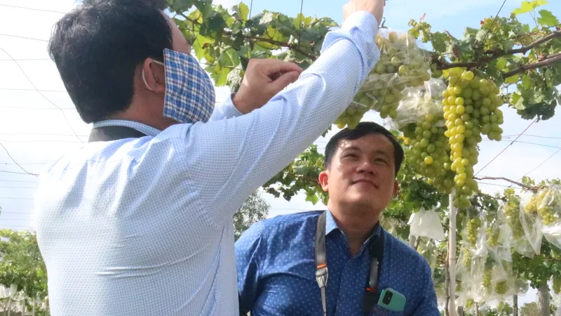 Trà Vinh: Xây dựng nhãn hiệu nho tươi an toàn