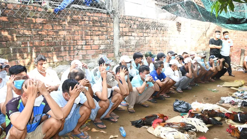 Trà Vinh: Triệt xóa điểm đá gà liên tỉnh quy mô lớn, thu giữ gần nửa tỷ đồng