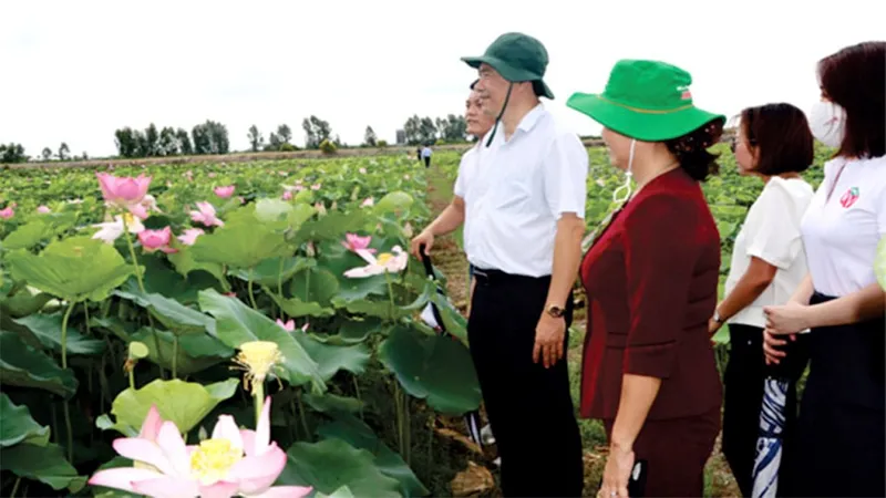 Đồng Tháp: Thành lập Hội ngành hàng sen