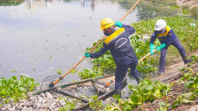Các công nhân dùng thuyền để vớt xác cá trên hồ điều tiết