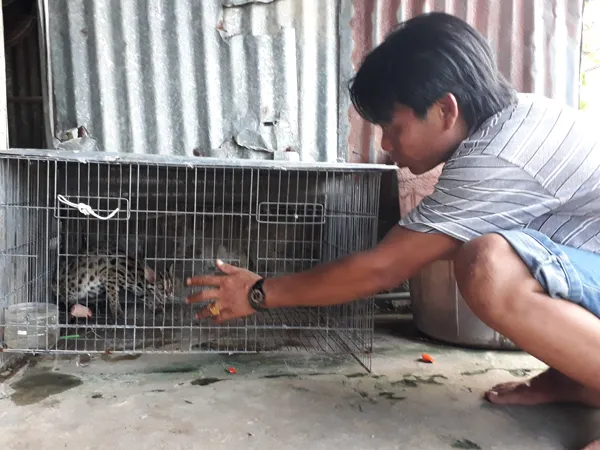  Con mèo rừng quý hiếm mà anh Bào bắt được. Ảnh: NGỌC CHÁNH
