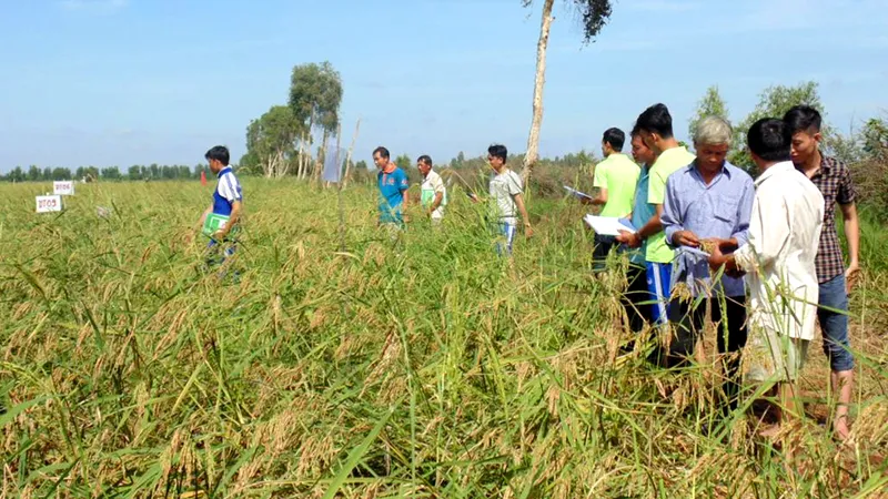 Cánh đồng lúa mùa nổi ở An Giang. Ảnh: NGUYỄN CHÍ THANH