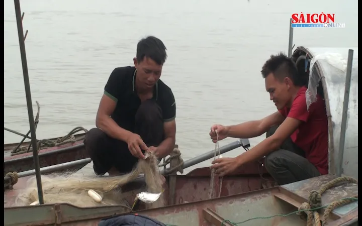 Trúng mùa cá mòi, ngư dân thu tiền triệu mỗi ngày