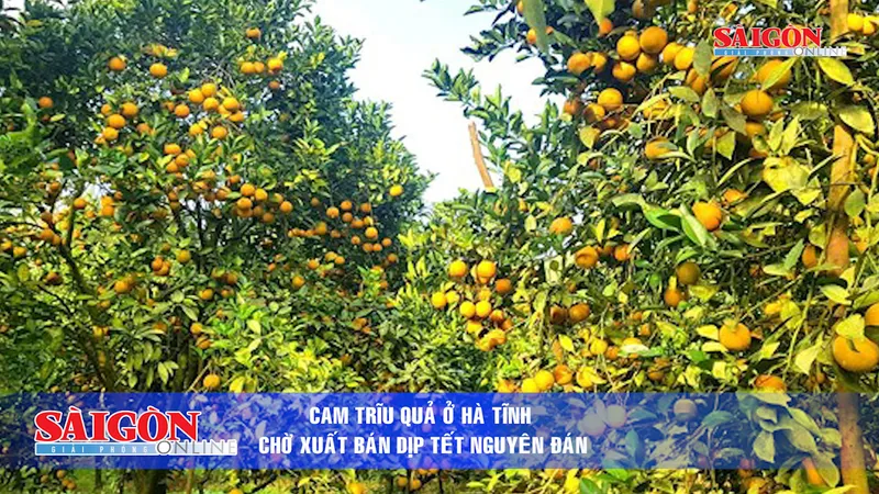 Điểm tin SGGP Online ngày 27.01.2019