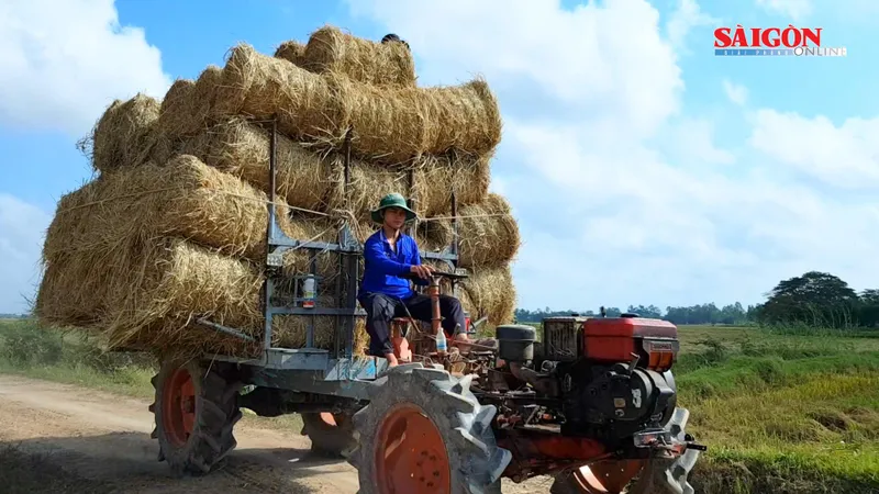 ĐBSCL: Rơm “cháy hàng” không đủ bán