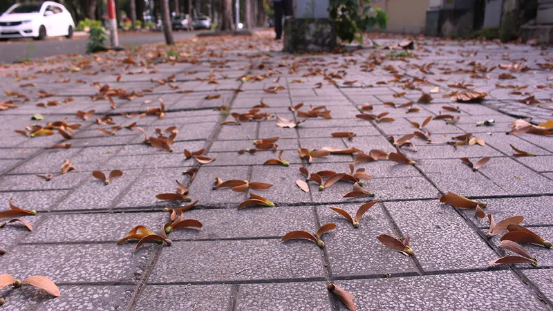 “Vũ điệu” chò nâu