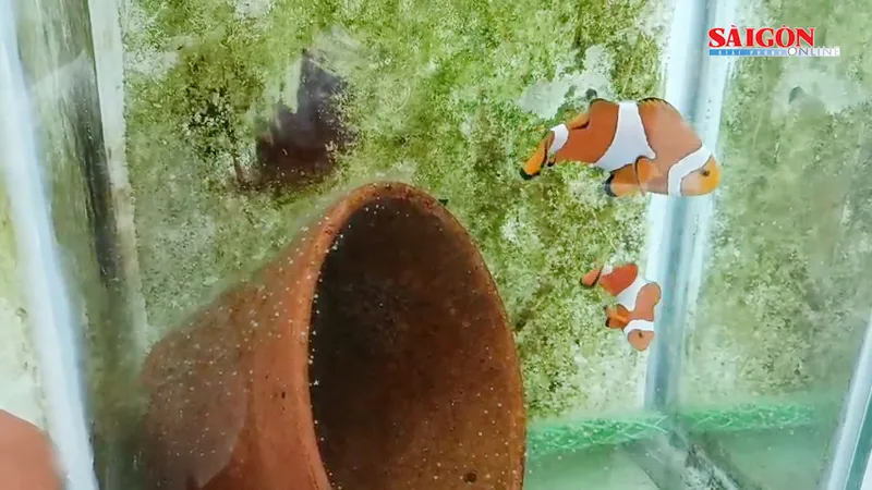 Lai tạo thành công 3 dòng cá khoang cổ nemo đột biến