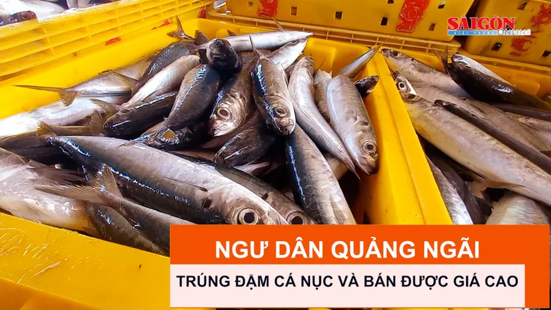 Ngư dân Quảng Ngãi trúng đậm cá nục và bán được giá cao