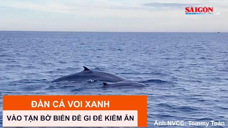 Đàn cá voi xanh vào tận bờ biển Đề Gi để kiếm ăn