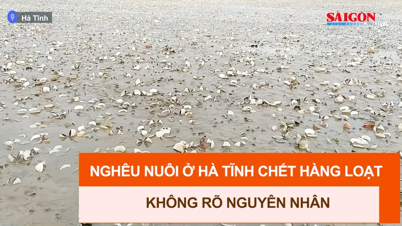 Nghêu nuôi ở Hà Tĩnh chết hàng loạt không rõ nguyên nhân