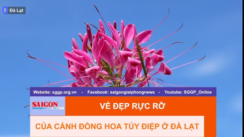 Vẻ đẹp rực rỡ của cánh đồng hoa túy điệp ở Đà Lạt